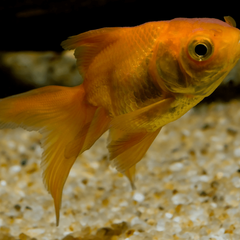 Red Fantail Goldfish 1-2"