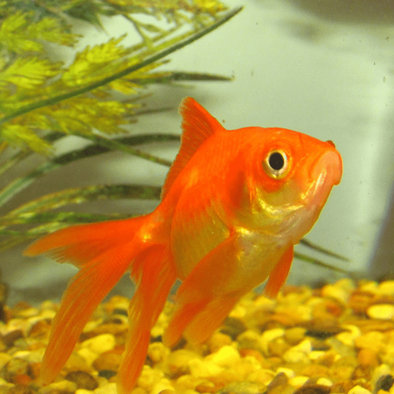 Red Fantail Goldfish 2-3" - Real Aquatics