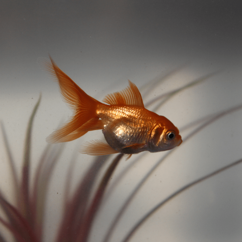 Red Fantail Goldfish 2-3" - Real Aquatics