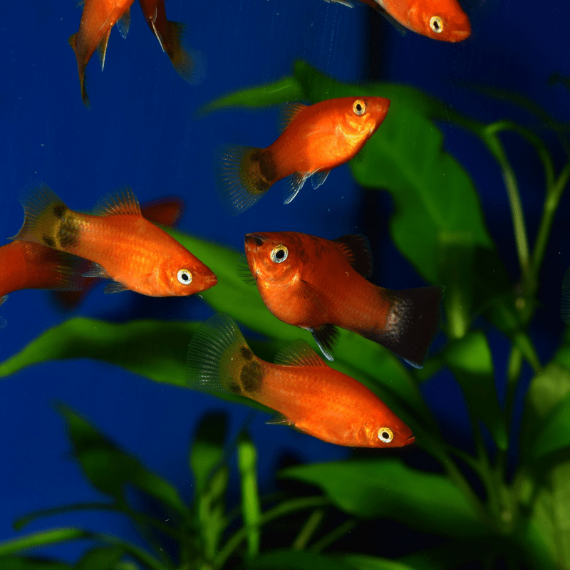 Red Mickey Mouse Platy - Real Aquatics