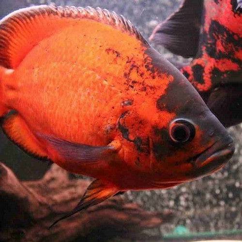 Red Oscar Cichlid - Real Aquatics