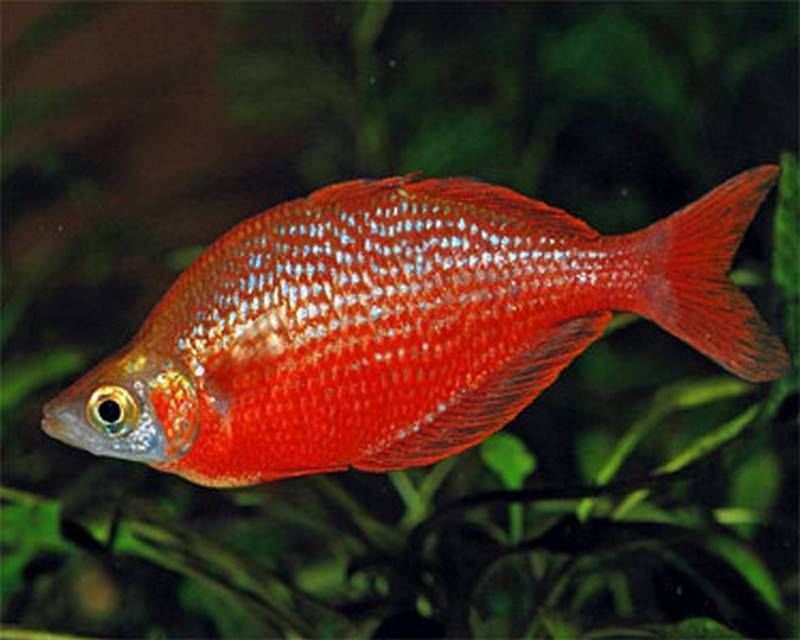 Red Rainbow Fish - Real Aquatics