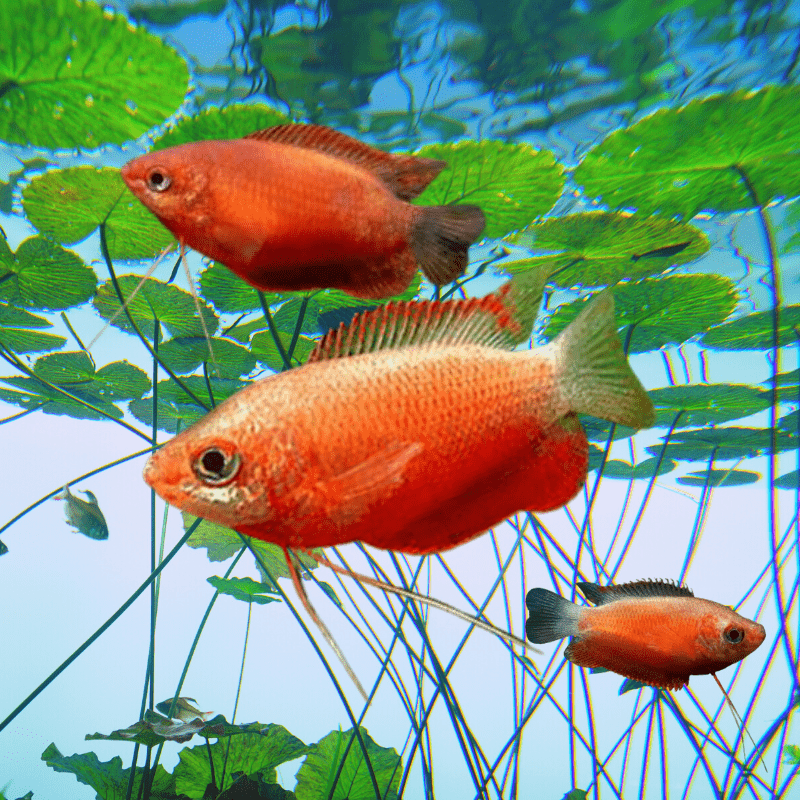 Red Robin Honey Gourami - Real Aquatics