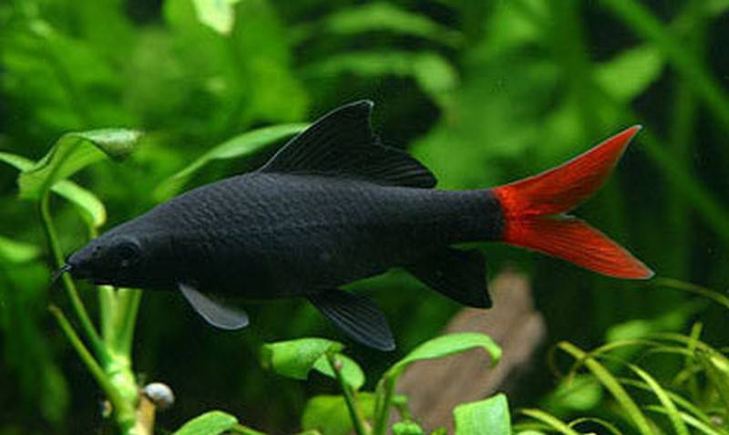 Red Tail Black Shark - Real Aquatics