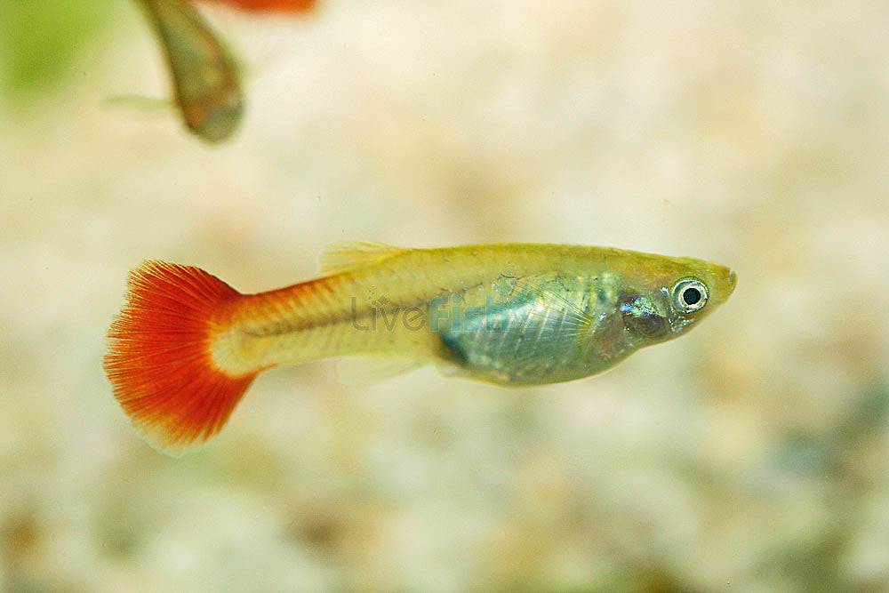 Red Tail Female Guppy - Real Aquatics