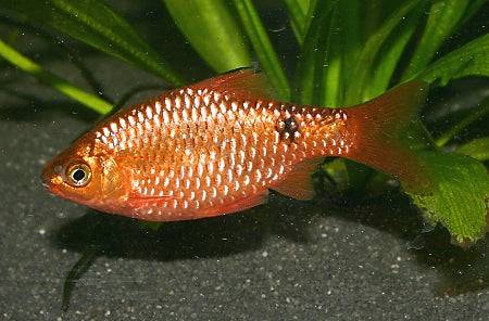 Rosy Barb - Real Aquatics