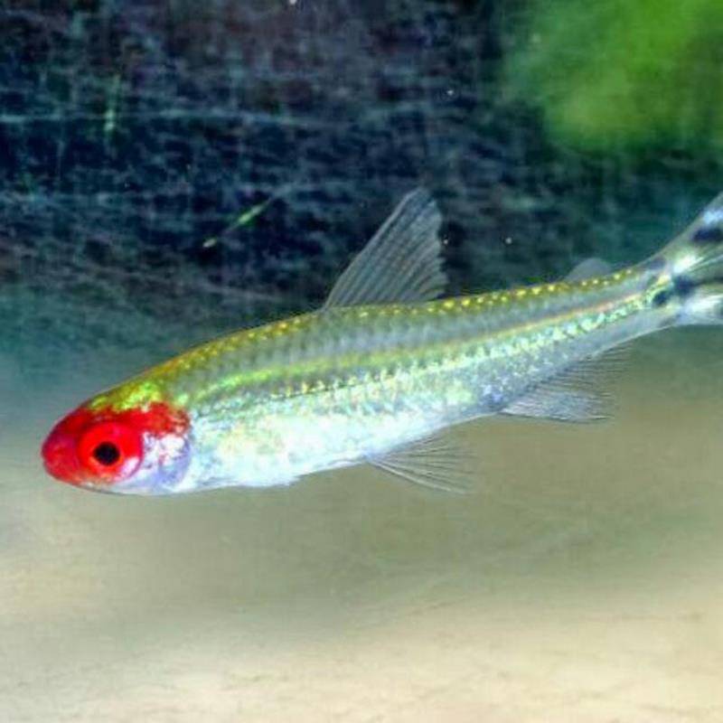 Rummy Nose Tetra - Platinum - Real Aquatics