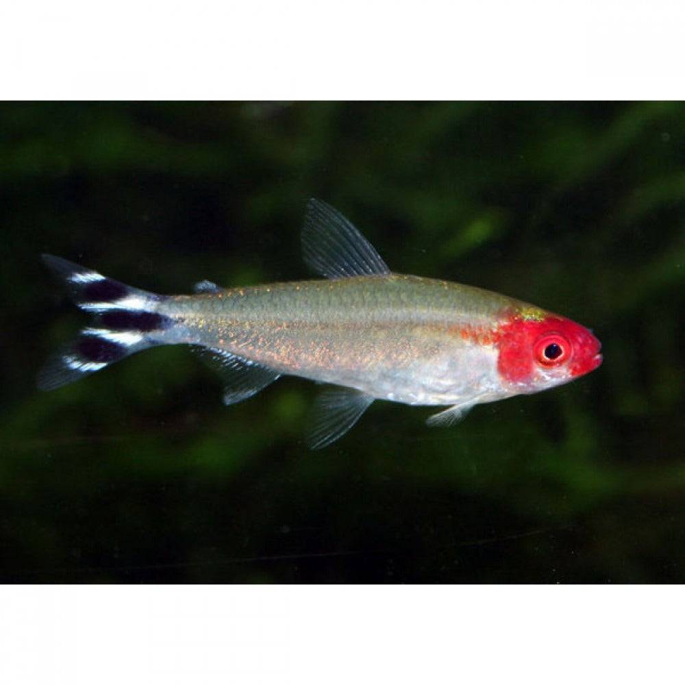 Rummy Nose Tetra - Real Aquatics