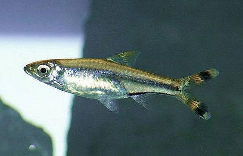 Scissor Tail Rasbora - Real Aquatics