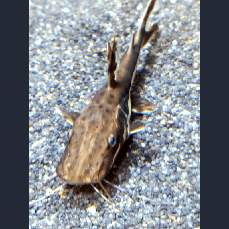 Shovelnose Catfish - Real Aquatics