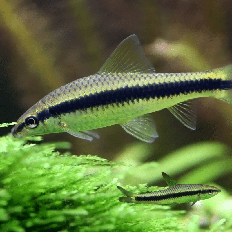 Siamese Algae Eater - Real Aquatics