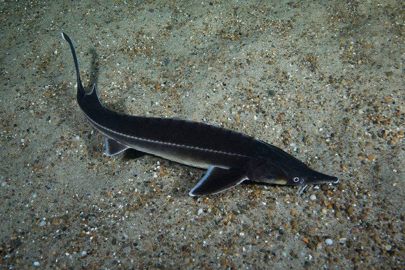 Siberian Sturgeon - Real Aquatics