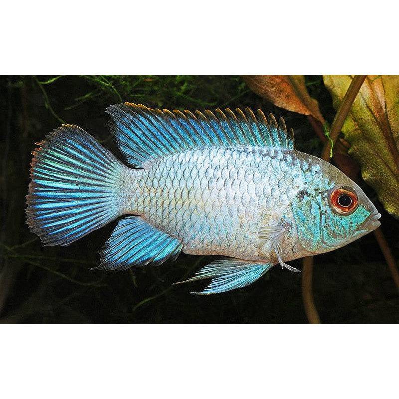 Small Electric Blue Acara - Real Aquatics