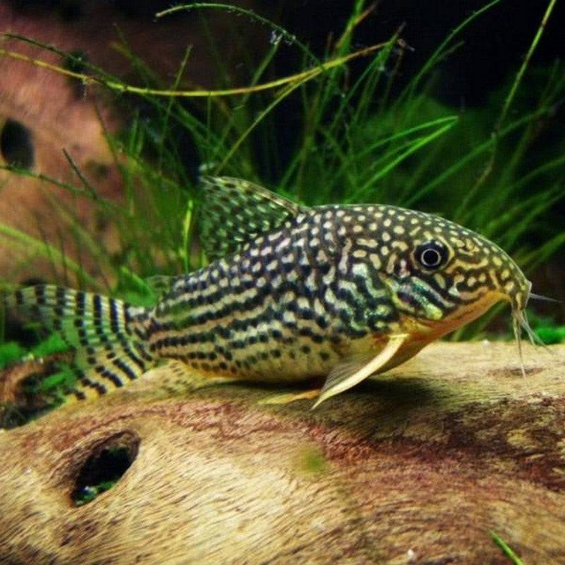 Sterbai Corydoras - Real Aquatics