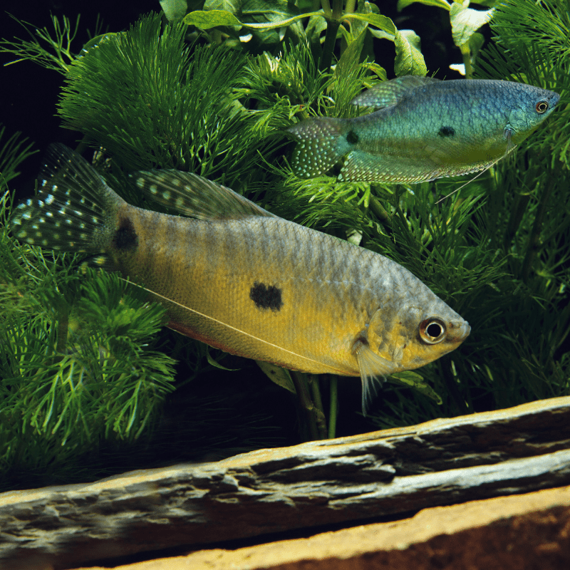 Three Spot Gourami - Real Aquatics