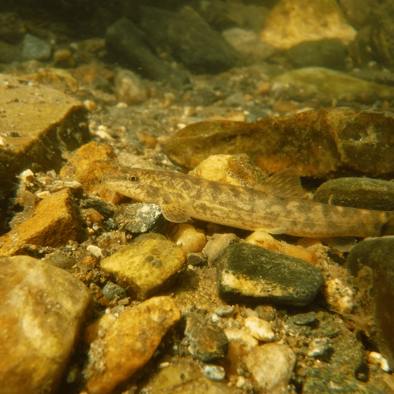 Weather Loach - Real Aquatics