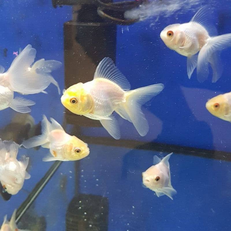 White Oranda Goldfish 1-2" - Real Aquatics