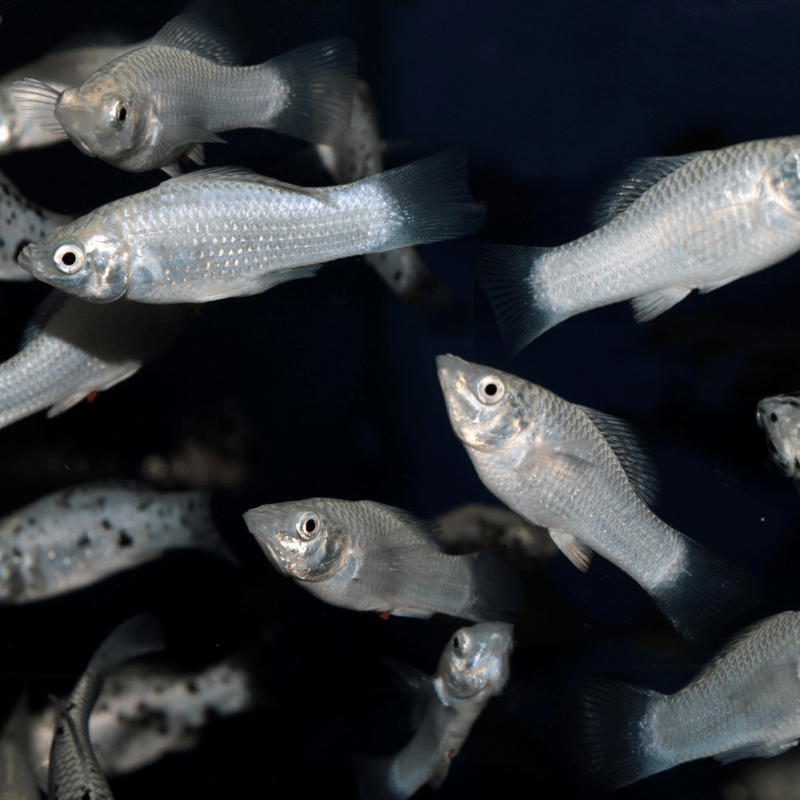 White / Silver Molly - Real Aquatics