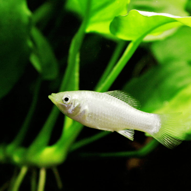 White / Silver Molly - Real Aquatics