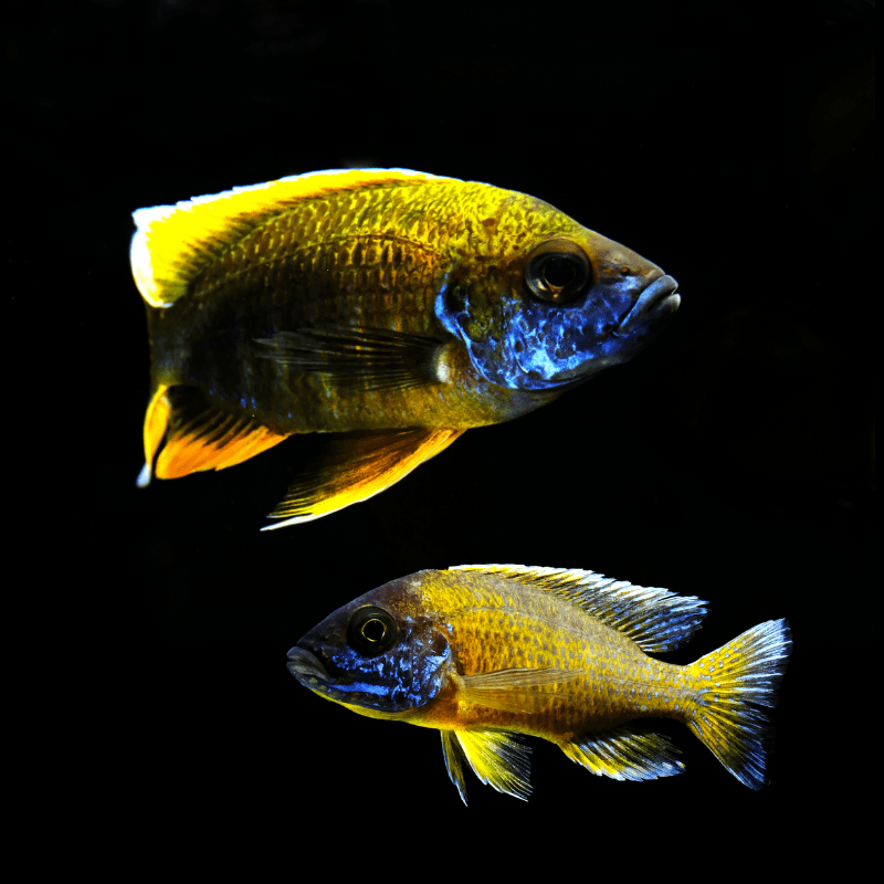 Yellow Peacock Cichlid - Real Aquatics