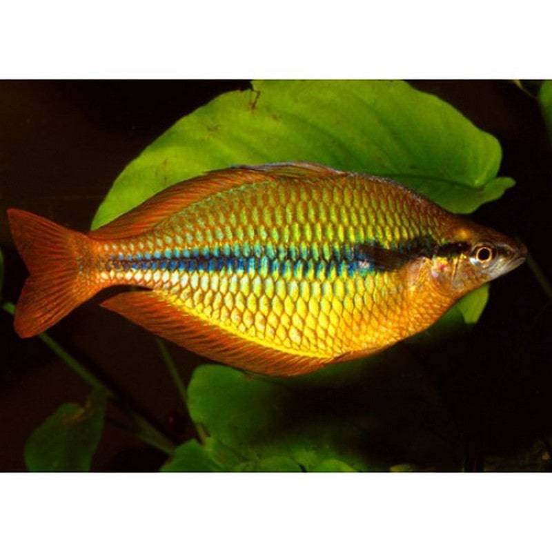 Yellow Rainbow Fish - Real Aquatics