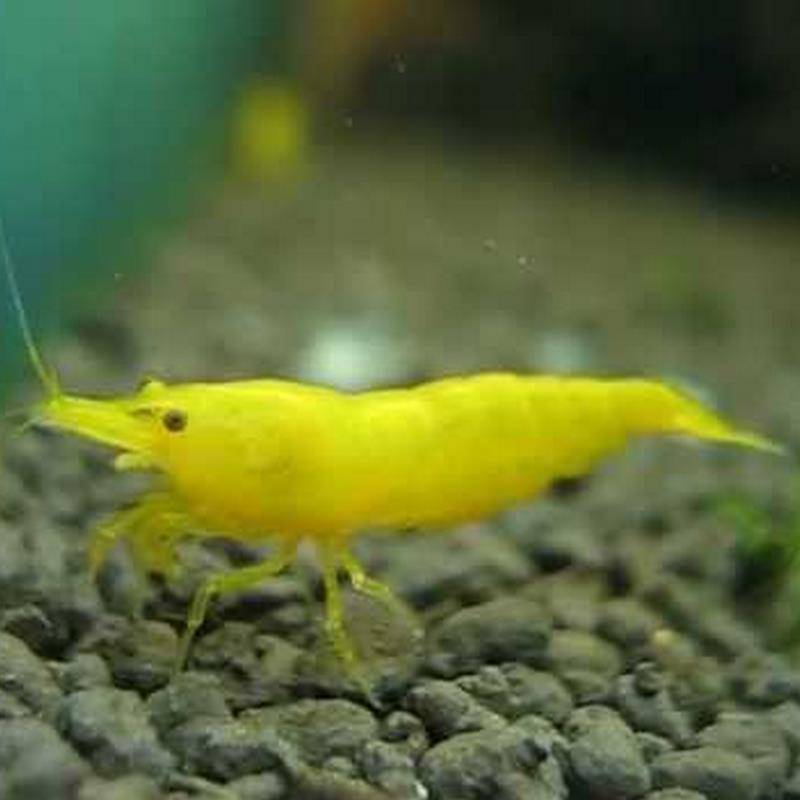 Yellow Shrimp - Real Aquatics