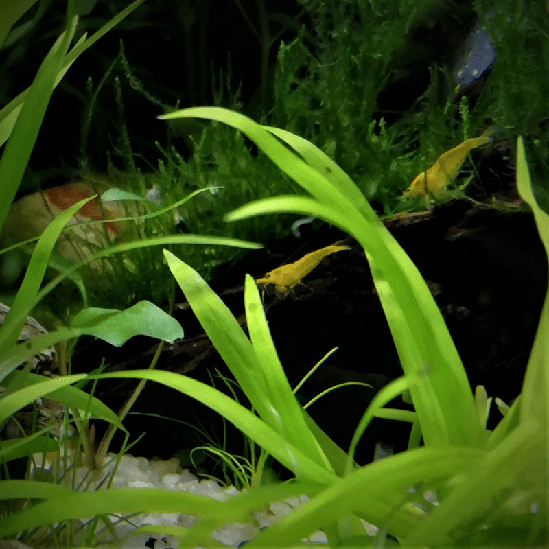 Yellow Shrimp - Real Aquatics