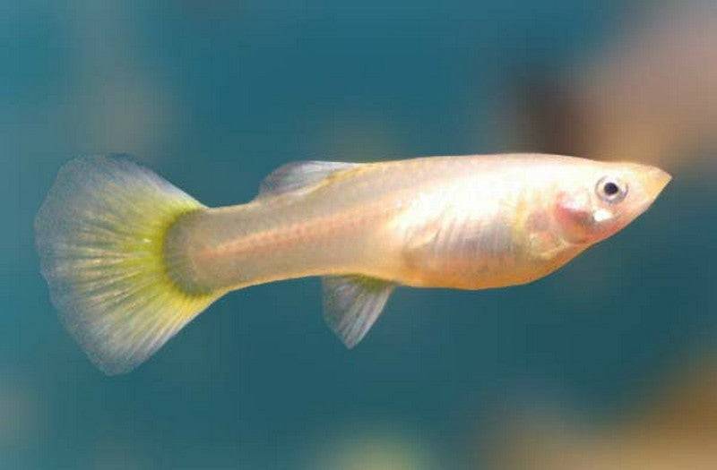 Yellow Tail Female Guppy - Real Aquatics