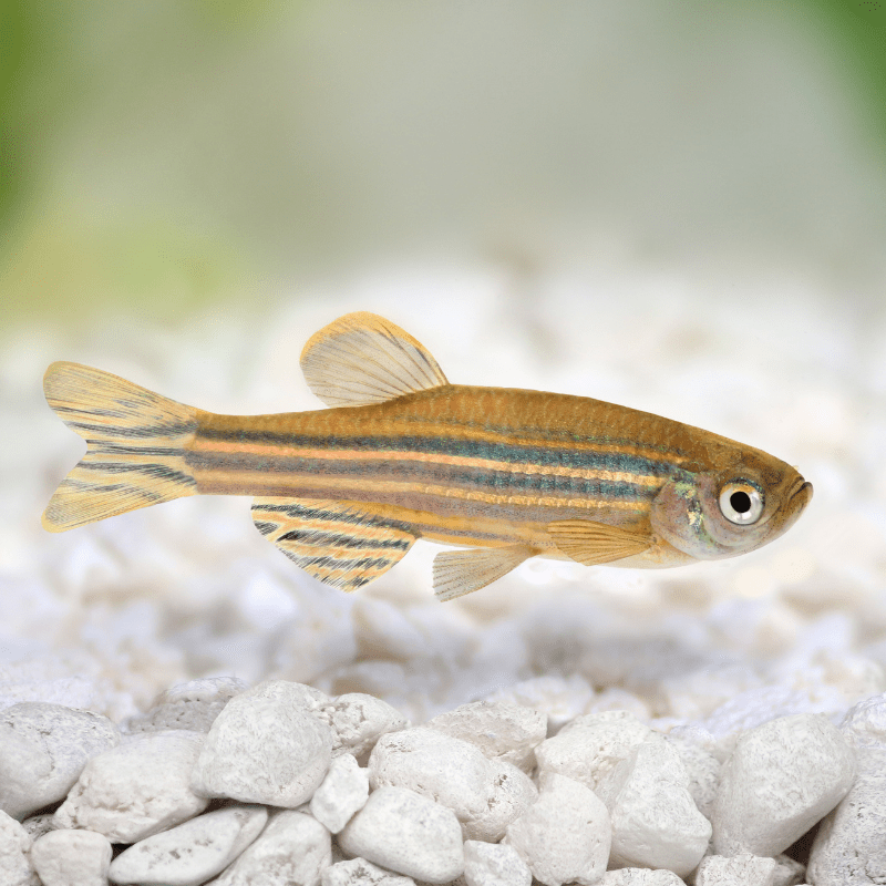 Zebra Danio - Real Aquatics