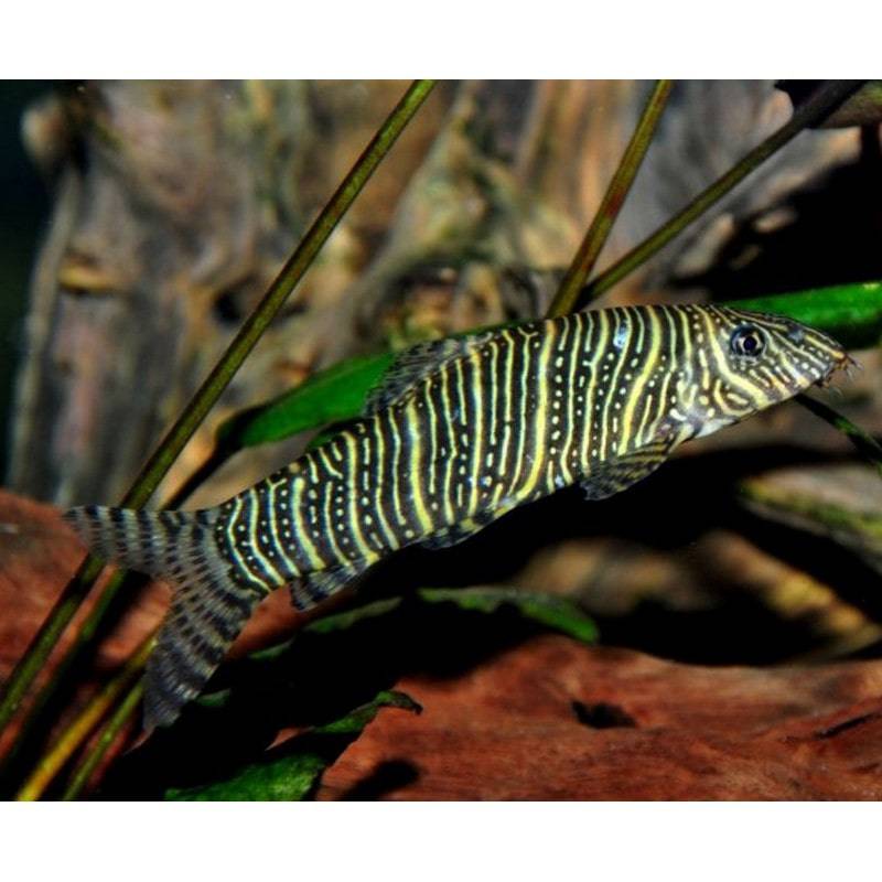 Zebra Loach - Real Aquatics