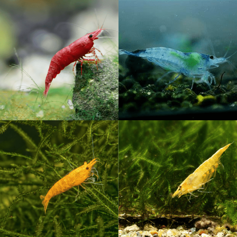 Neocaridina Shrimp Mixed Bundle - Real Aquatics