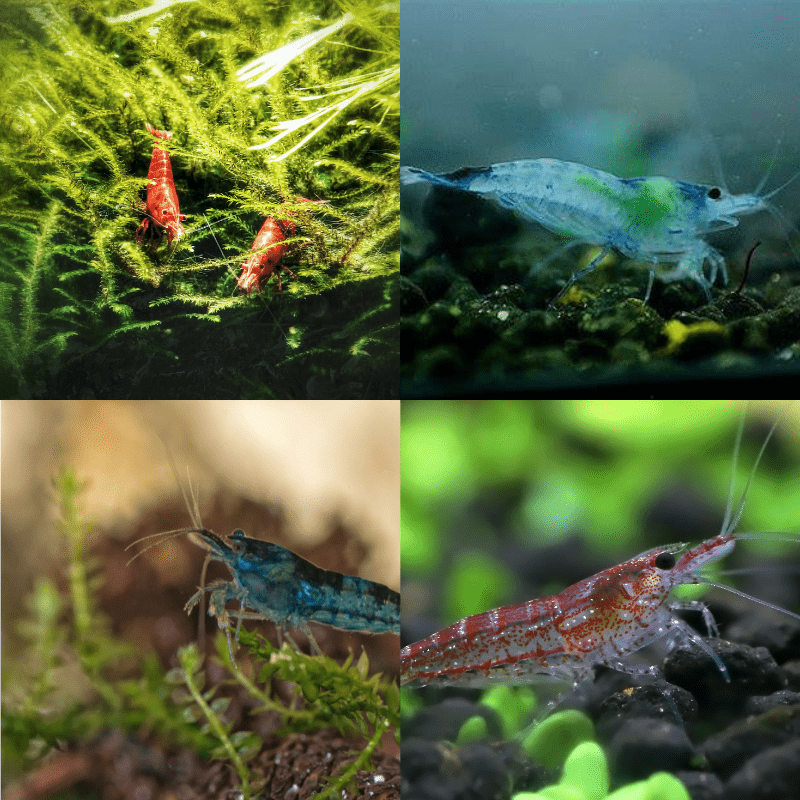 Red Blue Neocaridina Shrimp Mixed Bundle - Real Aquatics