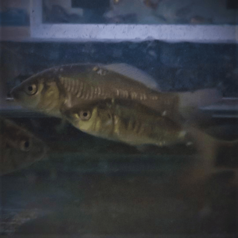 Mixed Bundle Common & Mirror Carp 2-3" - Real Aquatics