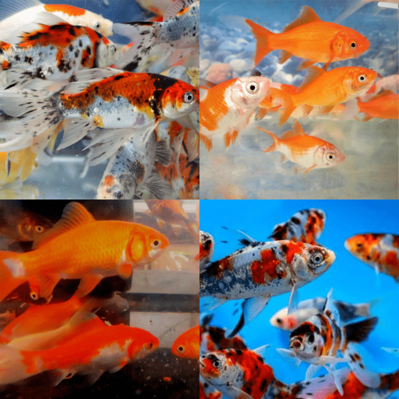 Mixed Bundle Goldfish & Shubunkins 2-3" - Real Aquatics