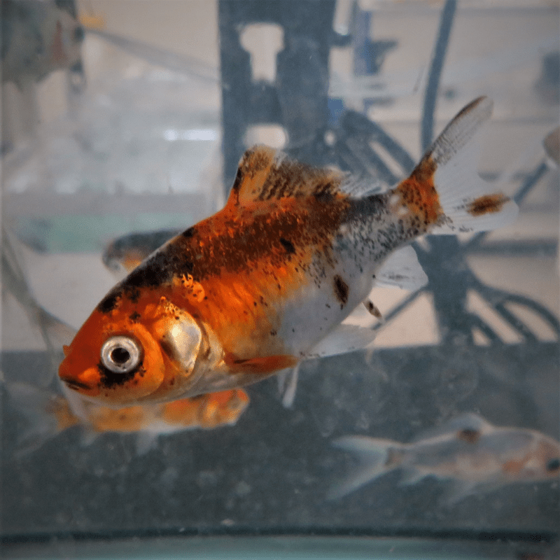 Mixed Bundle Goldfish & Shubunkins 2-3" - Real Aquatics