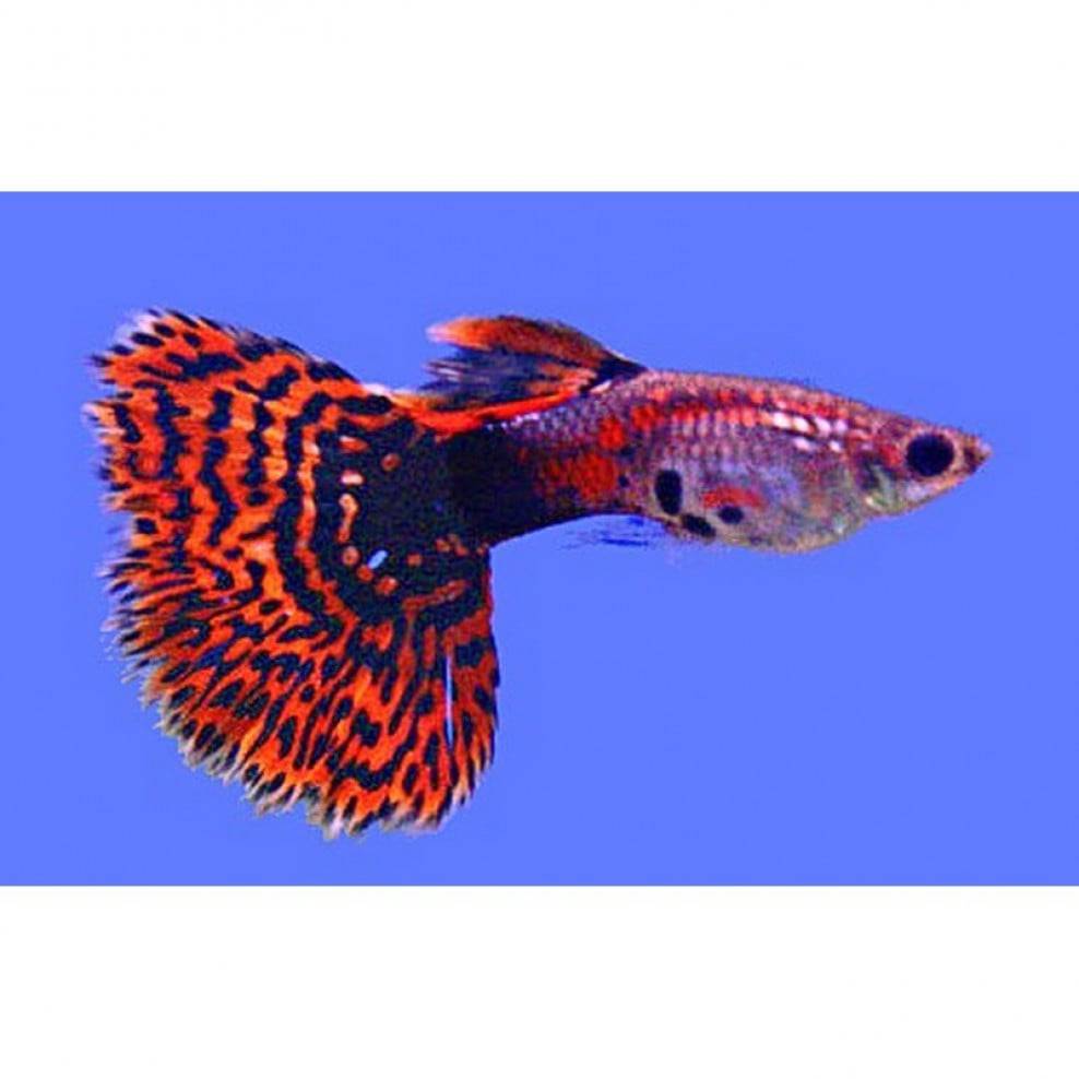 Red Dragon Mosaic Male Guppy - Real Aquatics