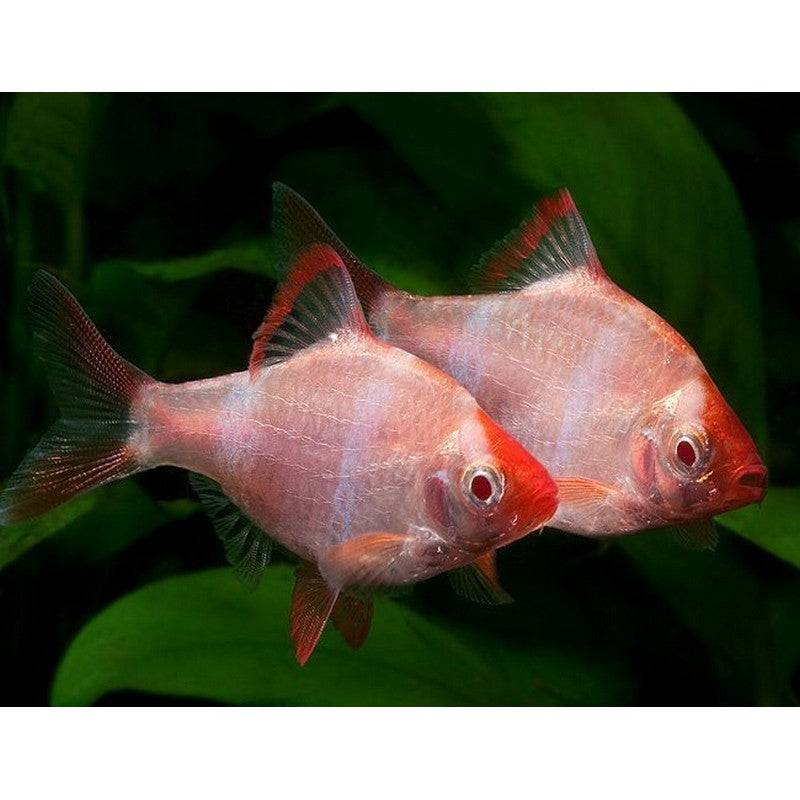 Albino Tiger Barb - Real Aquatics