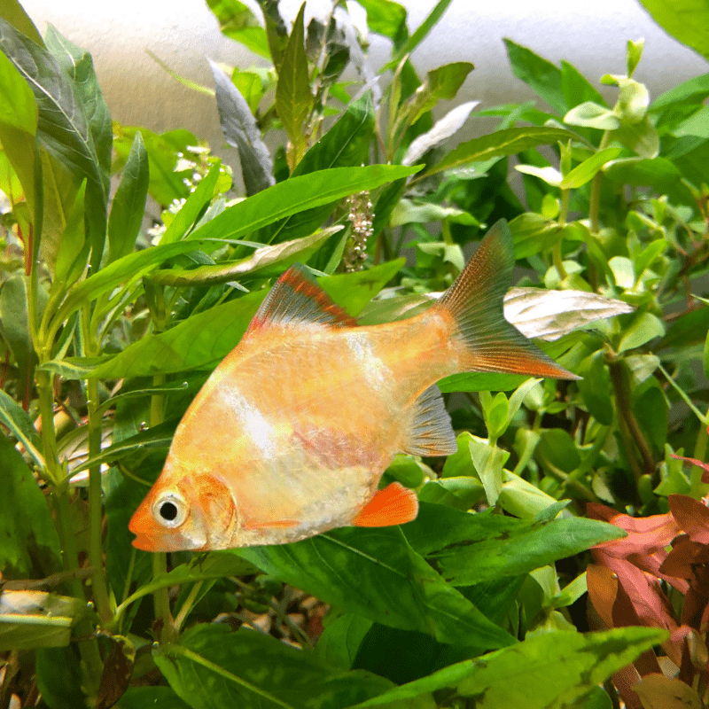 Albino Tiger Barb - Real Aquatics