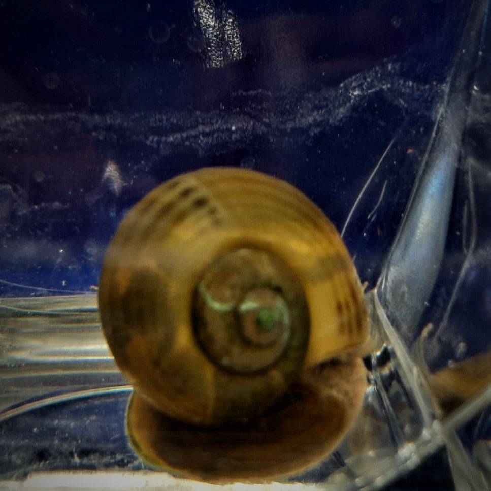 Apple Snail Pomecea Mystery Snails - Real Aquatics