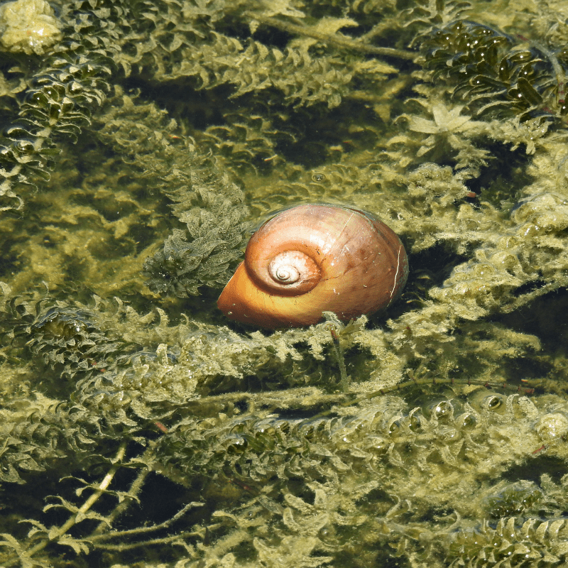 Apple Snail Pomecea Mystery Snails - Real Aquatics