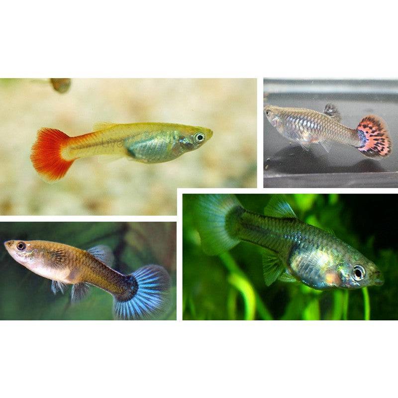 Assorted Female Guppy - Real Aquatics