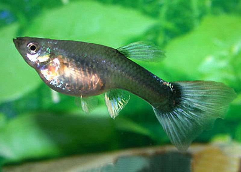 Assorted Female Guppy - Real Aquatics