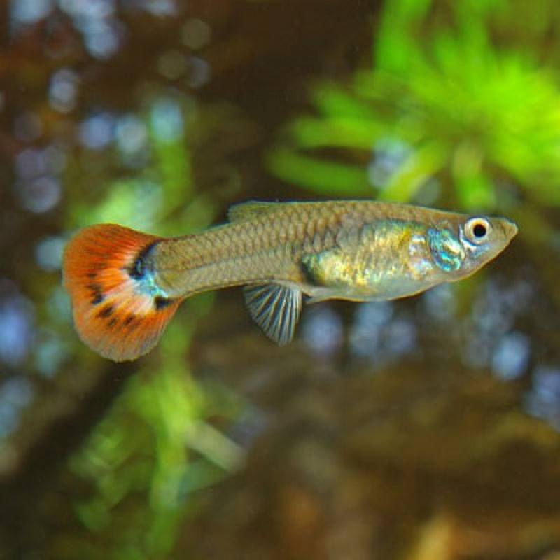 Assorted Female Guppy - Real Aquatics