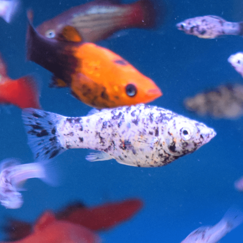 Assorted Molly Mollies - Real Aquatics