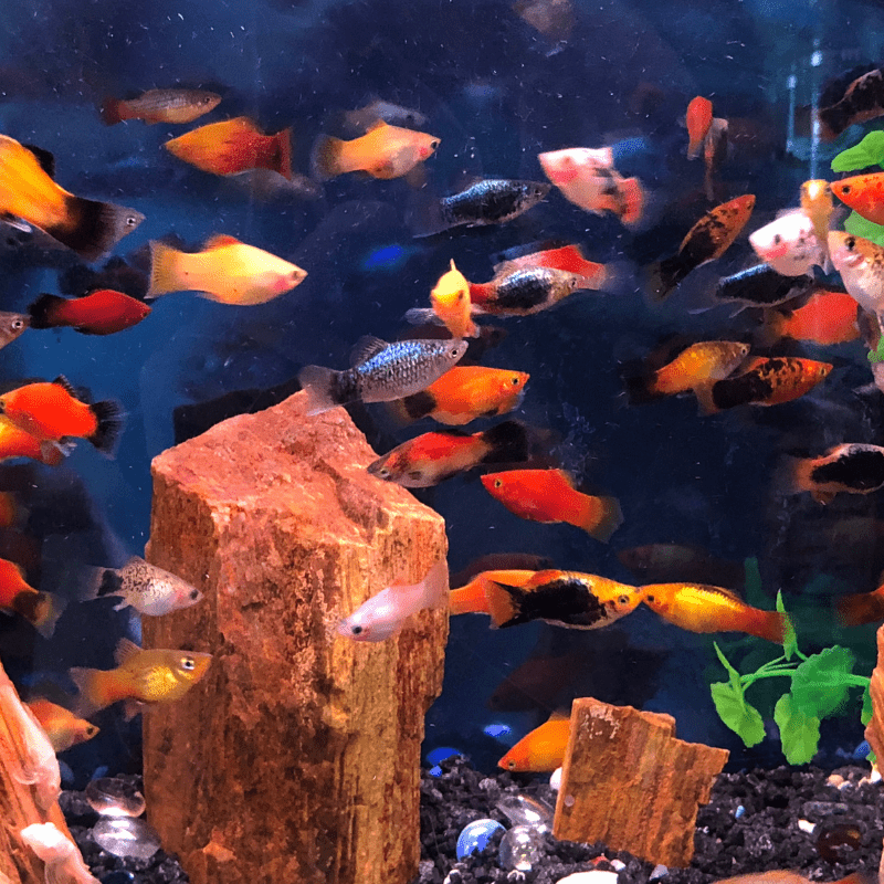 Assorted Platy Platies - Real Aquatics