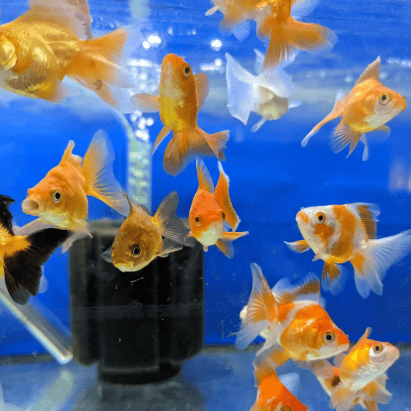 Assorted Ryukin Goldfish 2-3" - Real Aquatics