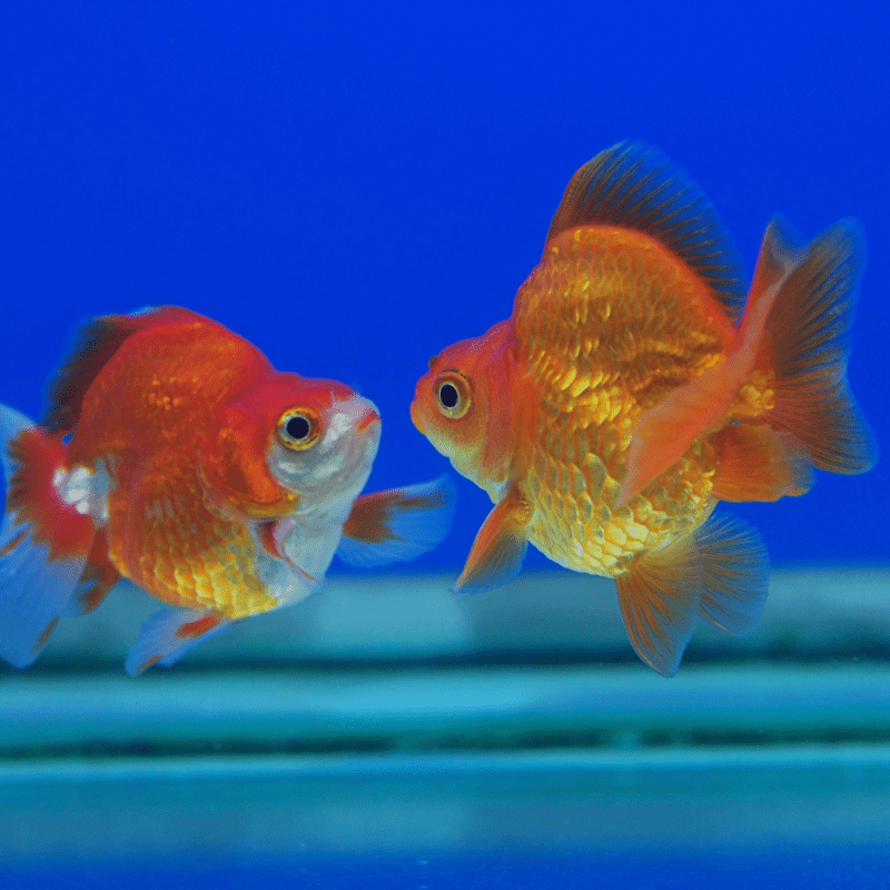 Assorted Ryukin Goldfish 2-3" - Real Aquatics