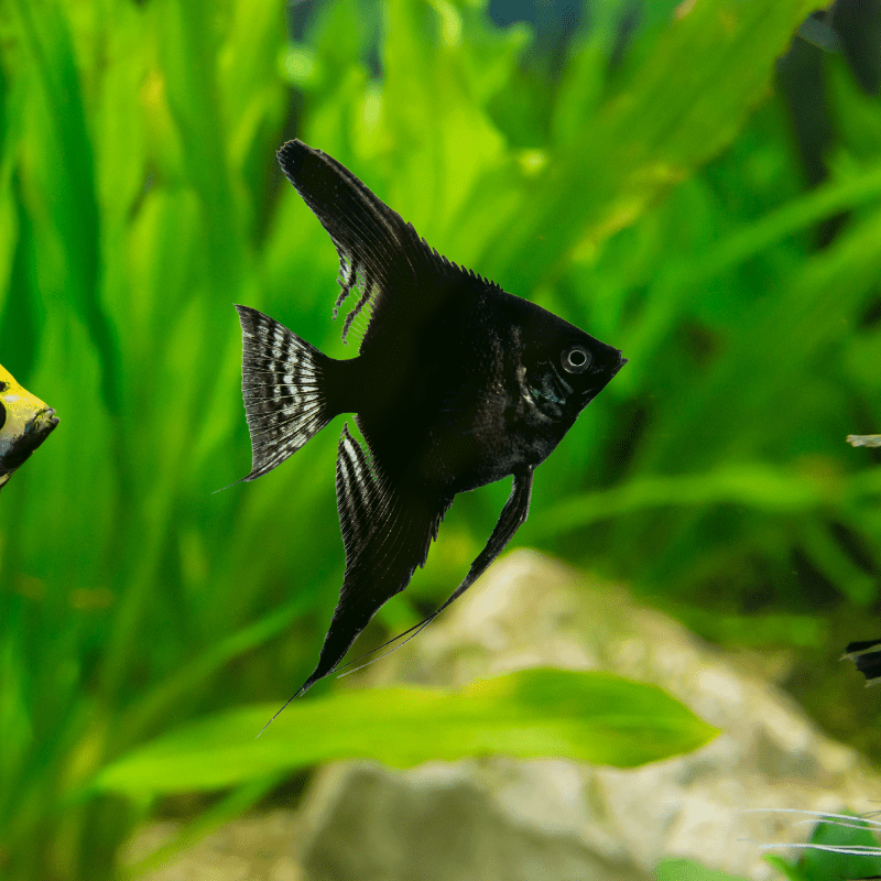 Black Angel Fish Angelfish