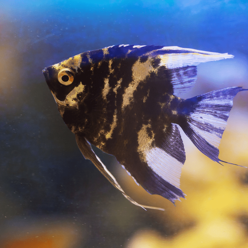 Black Angel Fish Angelfish