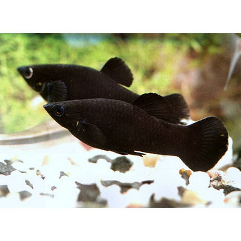 Black Molly - Real Aquatics